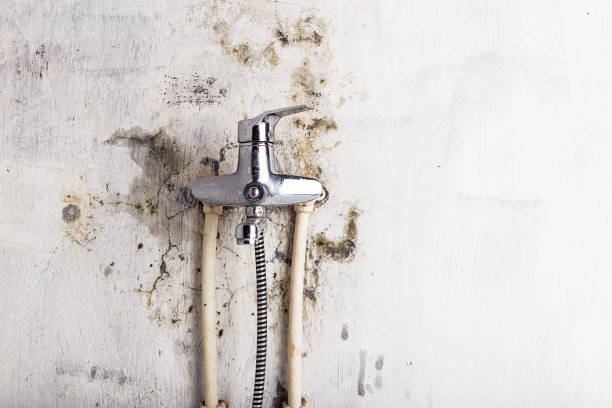 Best Commercial Mold Removal  in Orfordville, WI