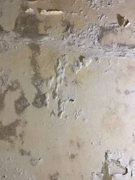 Best Mold Testing  in Orfordville, WI