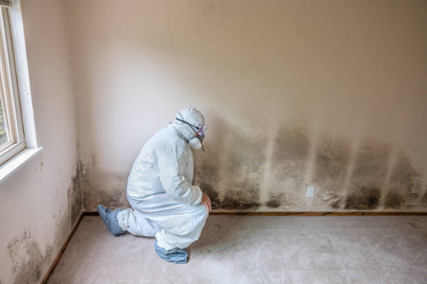 Best Fast Mold Removal  in Orfordville, WI