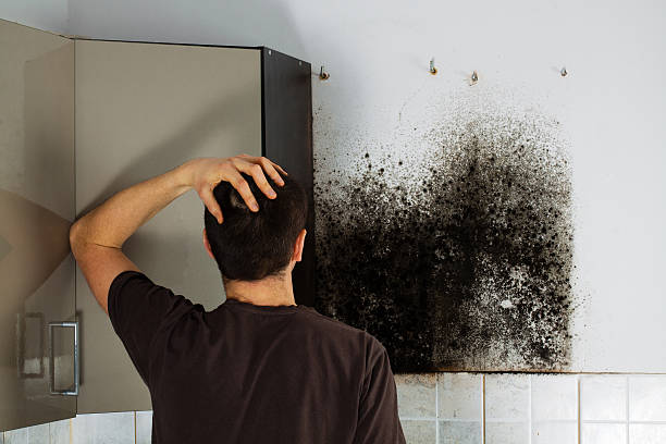 Best Mold Remediation Services  in Orfordville, WI