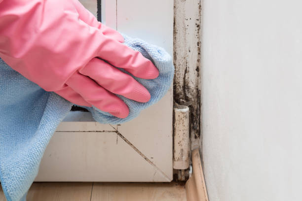 Professional Mold Removal in Orfordville, WI