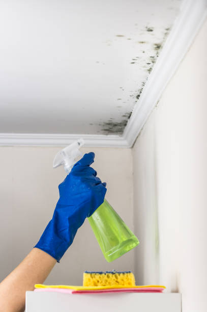 Best Attic Mold Removal  in Orfordville, WI